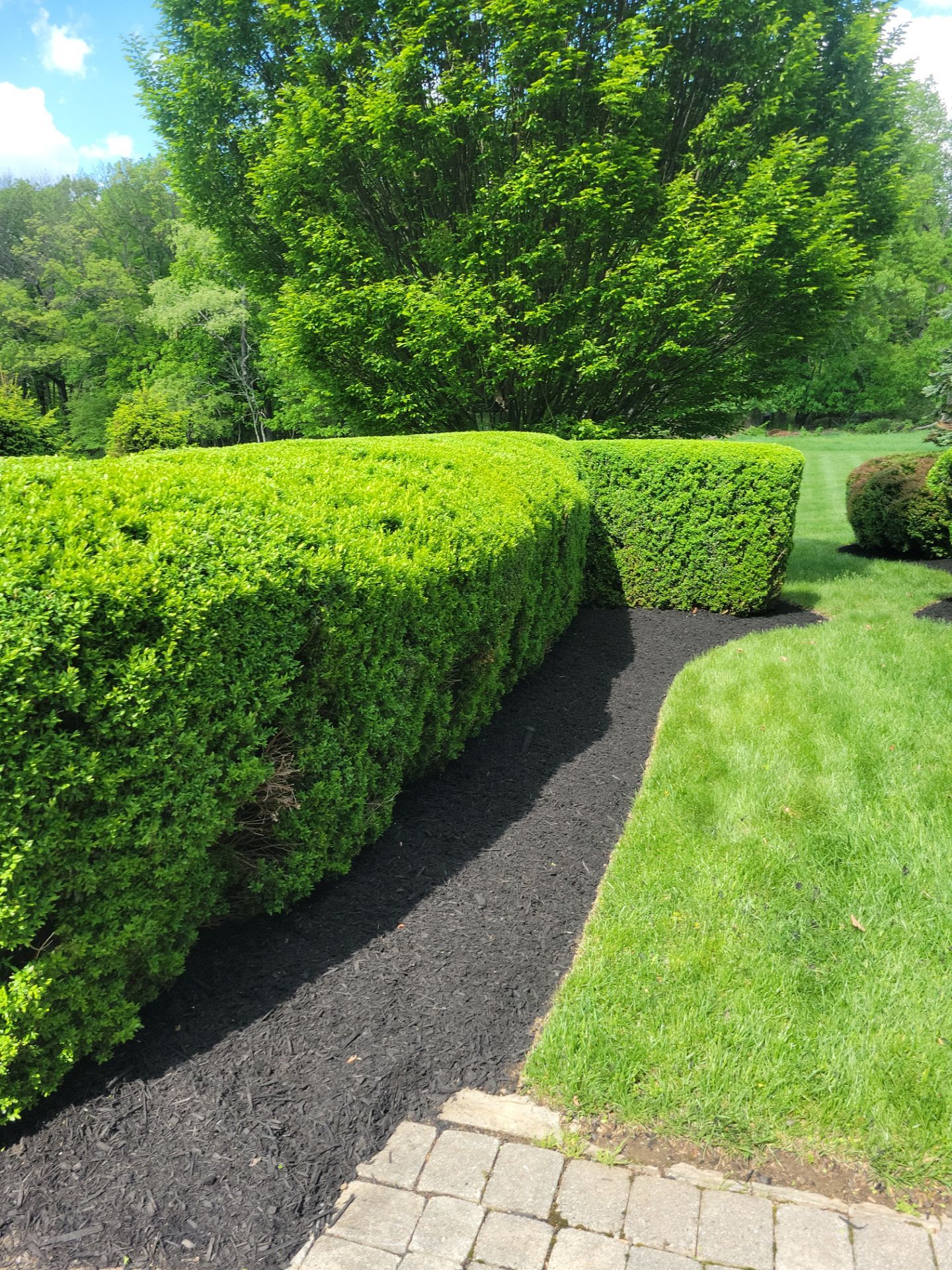 Natural privacy fence and tree line installation by Hill Landscaping in Tewksbury